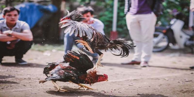 thành tích vô tiền khoáng hậu của chiến kê Xám Thần