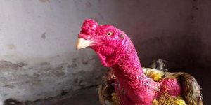 gà chọi xám thần 2