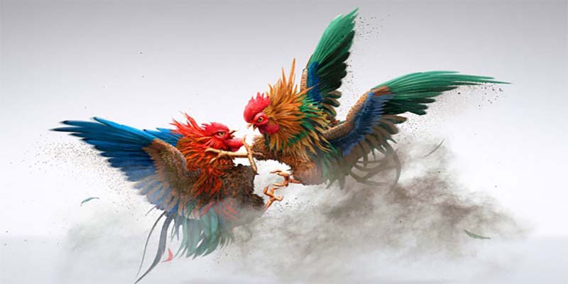 Gà chọi Xám Thần