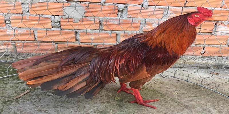 mẹo chọn gà chiến cực hay