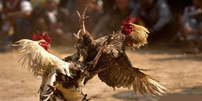 tổng hợp thông tin về đá gà cựa sắt