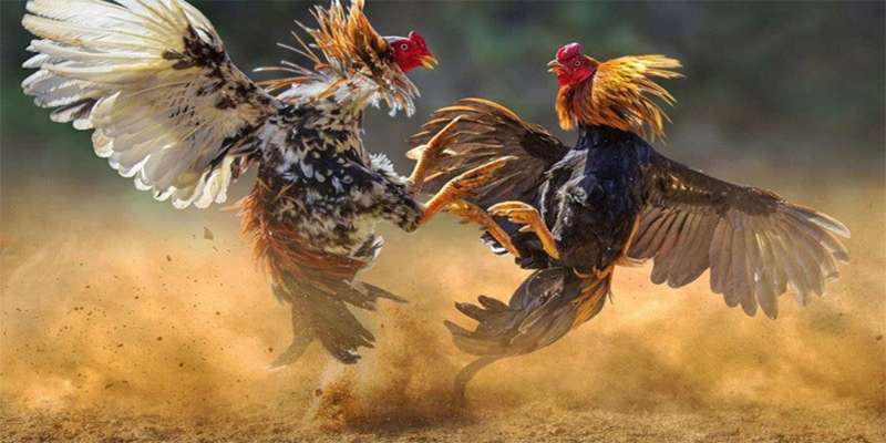Đá gà đòn ảnh đại diện
