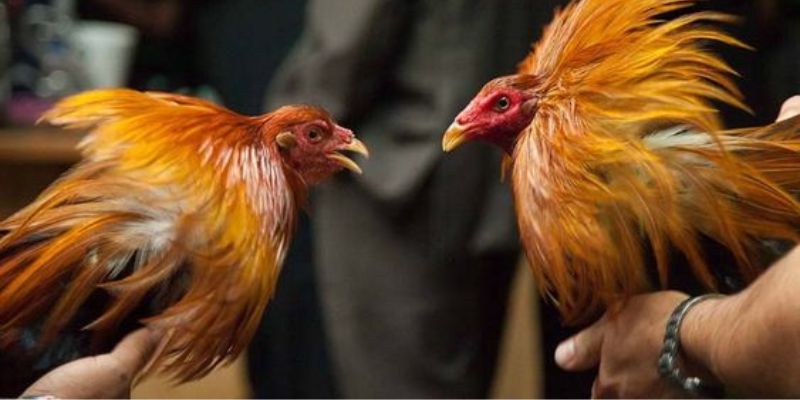 Đặt cược trực tuyến hàng loạt trận đấu mãn nhãn trên toàn cầu