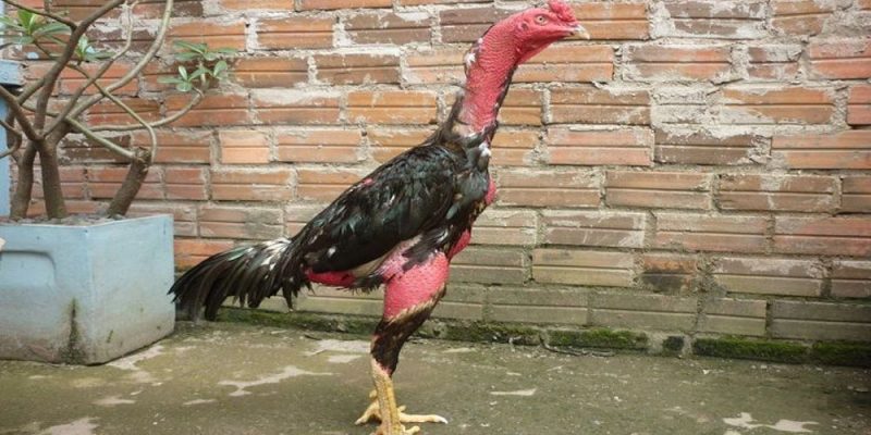 Mẹo chăm sóc gà chọi