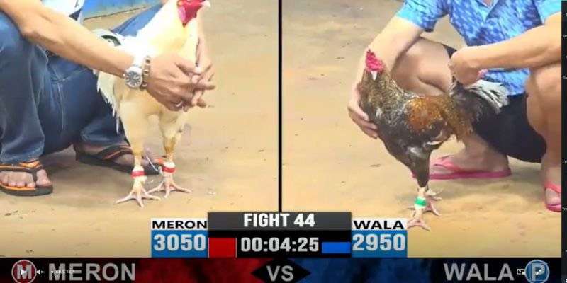 Đá gà 88 gây cấn hấp dẫn