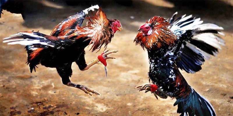 Trận đấu giật gân tại đá gà c4