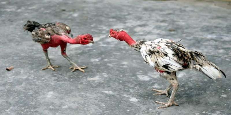 Sơ lược thông tin về đá gà đòn Thomo