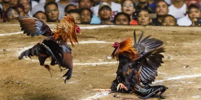 Trọn bộ tuyệt chiêu áp dụng cho mọi trận đá gà cựa dao