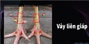 Vảy liên giáp ava thumb