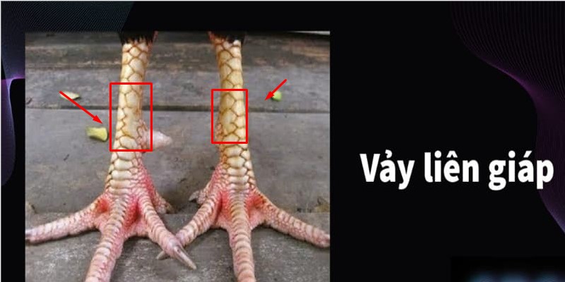 Vảy liên giáp ava thumb
