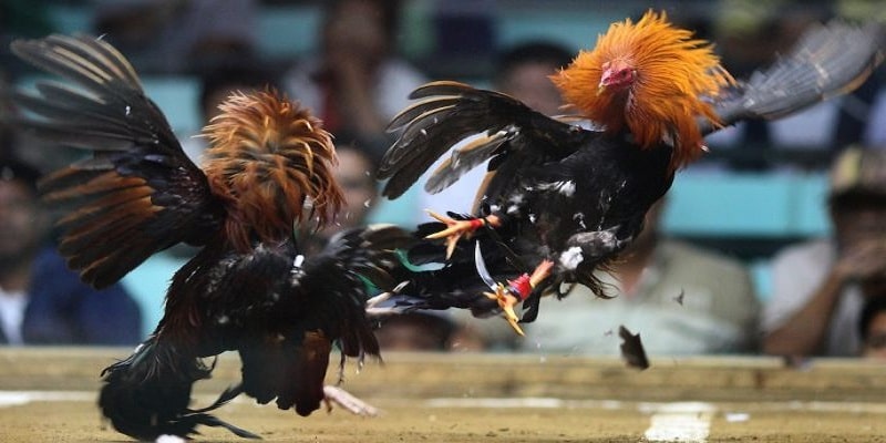Chiến kê có khả năng đá bền bỉ