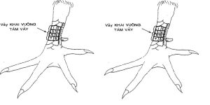 Vảy vấn cán hoành khai đại diện