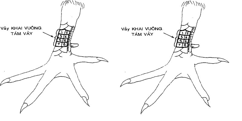 Vảy vấn cán hoành khai đại diện