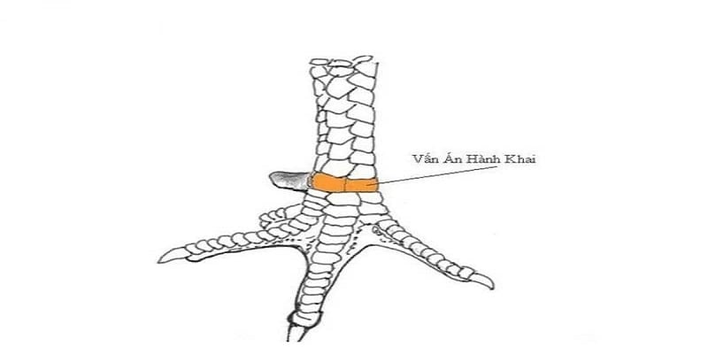 Hiểu chính xác về vảy vấn cán hoành khai