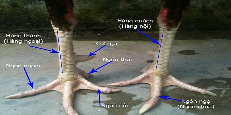 Hiểu rõ về đặc điểm và ý nghĩa của từng loại vảy