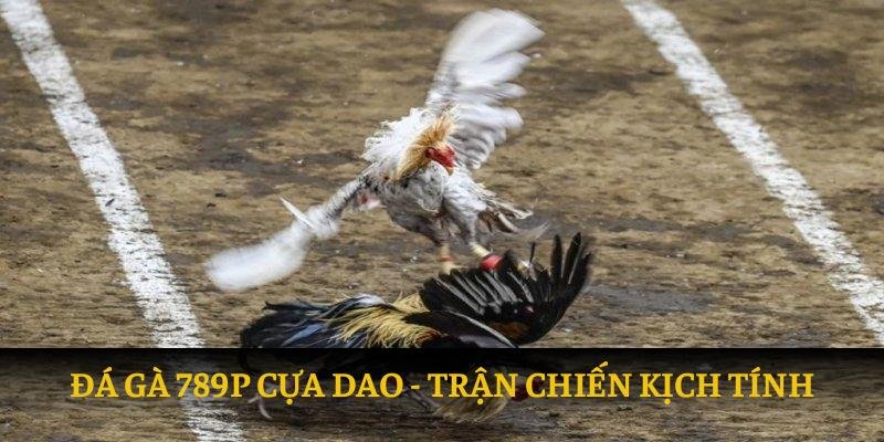 Trận chiến kịch tính đá gà 789P cựa dao