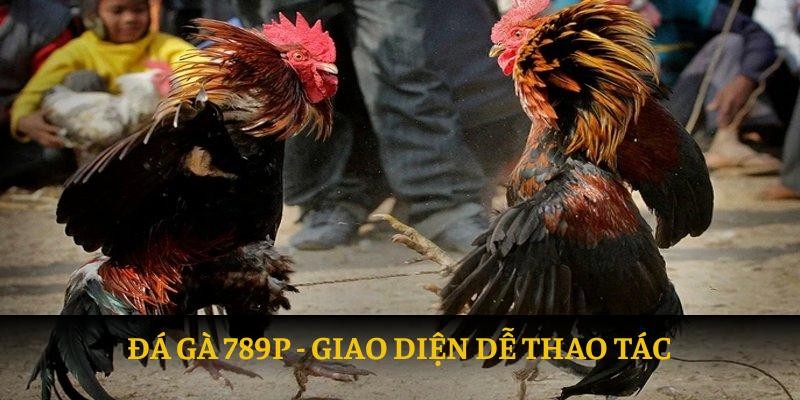 Giao diện dễ thao tác của đá gà tại 789P